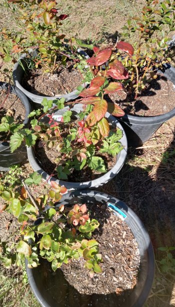 Blueberries In Pot